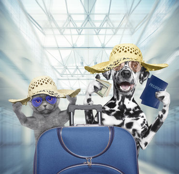 Dalmatian dog and cat wait at the airport with blue suitcase