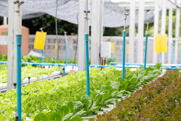Organic Vegetables in organic  farm. Vegetable farm, Water springier, spray watering to hydroponics organic vegetable farm