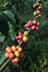 coffee fruit on the branch