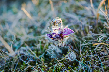 Flowers in the morning