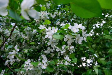 Twig blossoming apple tree close up. Spring season green background.