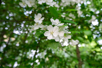 Twig blossoming apple tree close up. Spring season green background.