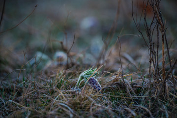 Clouds at the sunset