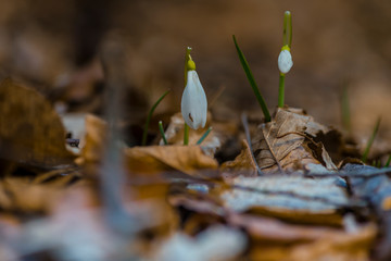 Clouds at the sunset