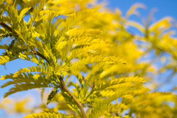 yellow leaves against a blue sky. Concept: autumn, withering.