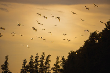 birds in the sunset