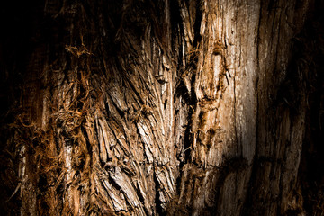 Bark of Montezuma Cypress Tree in Mexico