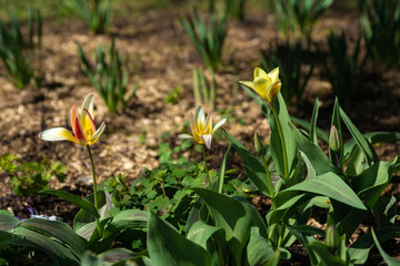 Obraz premium Spring flowers in the city Park, on a Sunny day