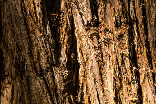 Bark of Montezuma Cypress Tree in Mexico