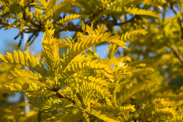 Fototapeta na wymiar yellow leaves against a blue sky. Concept: autumn, withering.