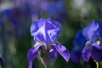 blue iris flower on green grass background