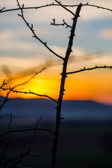 Springtime landscape at the evening
