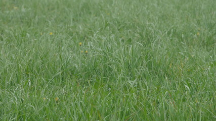 green grass