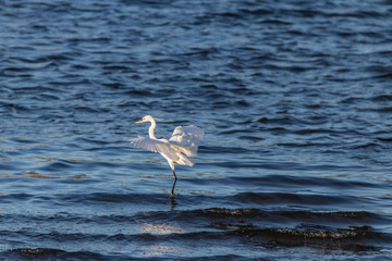 egret in water