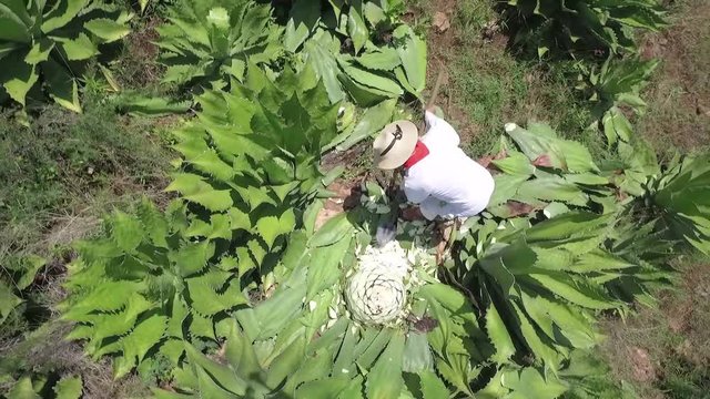 man cutting a cactus maguey plant