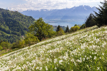 Swiss Alps with blooming wild narcissus flower (narcissus poeticus) in Montreux riviera with Geneva Lake at the background