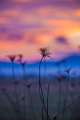 Landscape at the sunset