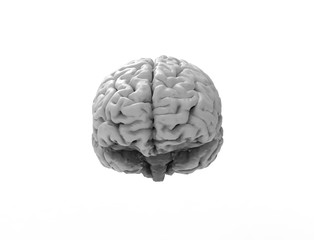 3D rendering of a human brain isolated in studio background