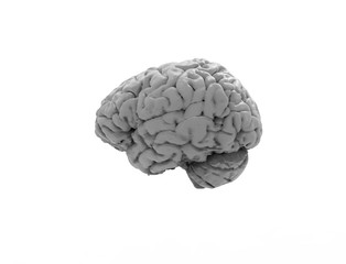 3D rendering of a human brain isolated in studio background