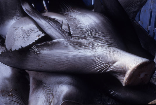 日本の伝統食品、フカヒレ、切り落とされたサメのヒレ