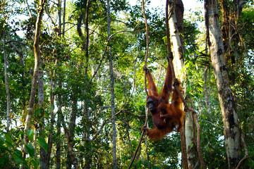 Female orangutan with her baby in the rainforest of borneo © MICHEL