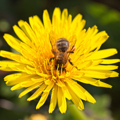 Bee on a Dandelion flower, Cornwall, England, UK.