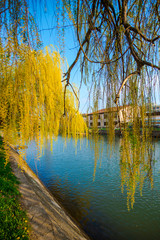 Willow near the river