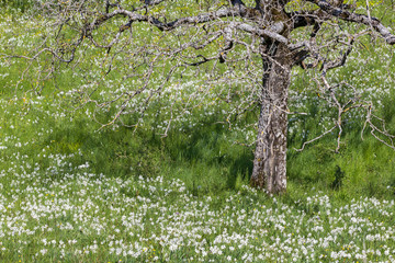 Spring field with wild narcissus flower (narcissus poeticus) around an old tree