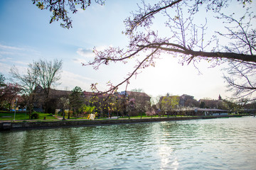 Obraz premium Amazing springtime