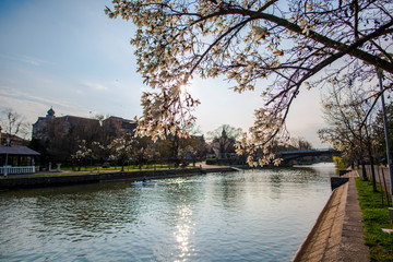 Amazing springtime