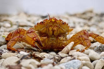 close-up of live crab sits on a sea pebble