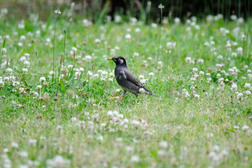 starling on grass