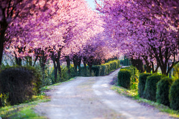 Amazing springtime