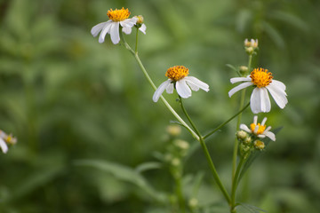 Plains Blackfoot  flower images