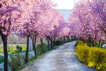 Naklejka premium Amazing springtime