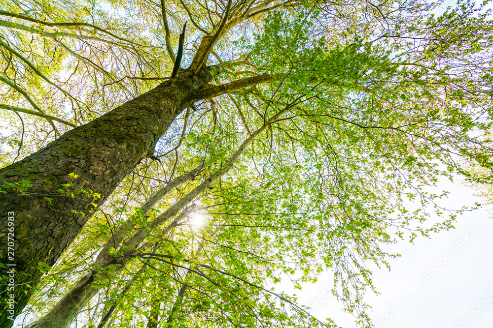 Wall mural beautiful trees branch on blue sky .