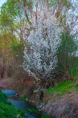 Amazing wild cherry flowers