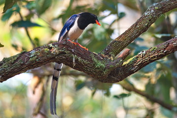 Red-Billed Blue Magpie..
