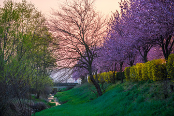 Amazing wild cherry flowers