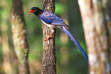 Red-Billed Blue Magpie..