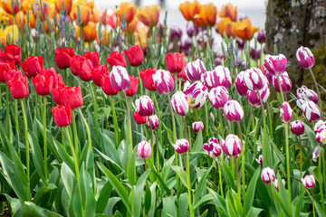 Several varieties of tulips in a garden