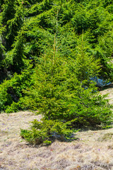 Plants  on the springtime