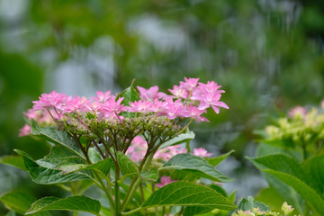 hydrangea flower in the garden