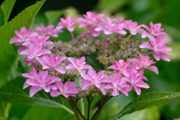 Fototapeta na wymiar hydrangea flower in the garden