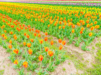 Beautiful bouquet of tulips in spring season .