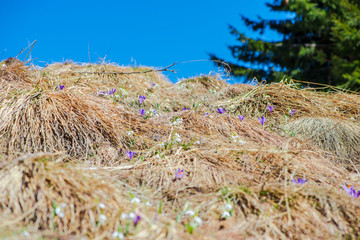 Cute dog on the mountain