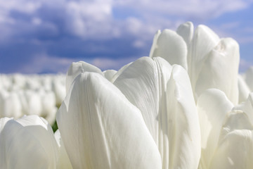 Fototapeta na wymiar A field of white tulips on a cloudy day
