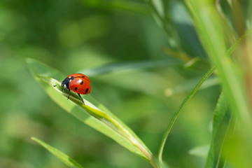 Fototapeta premium Siebenpunkt-Marienkäfer, Coccinella septempunctata, ladybug