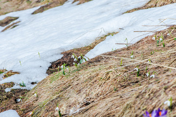 Wild crocus and snowdrops on the mountain