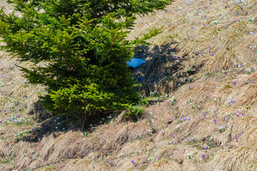 Wild crocus and snowdrops on the mountain